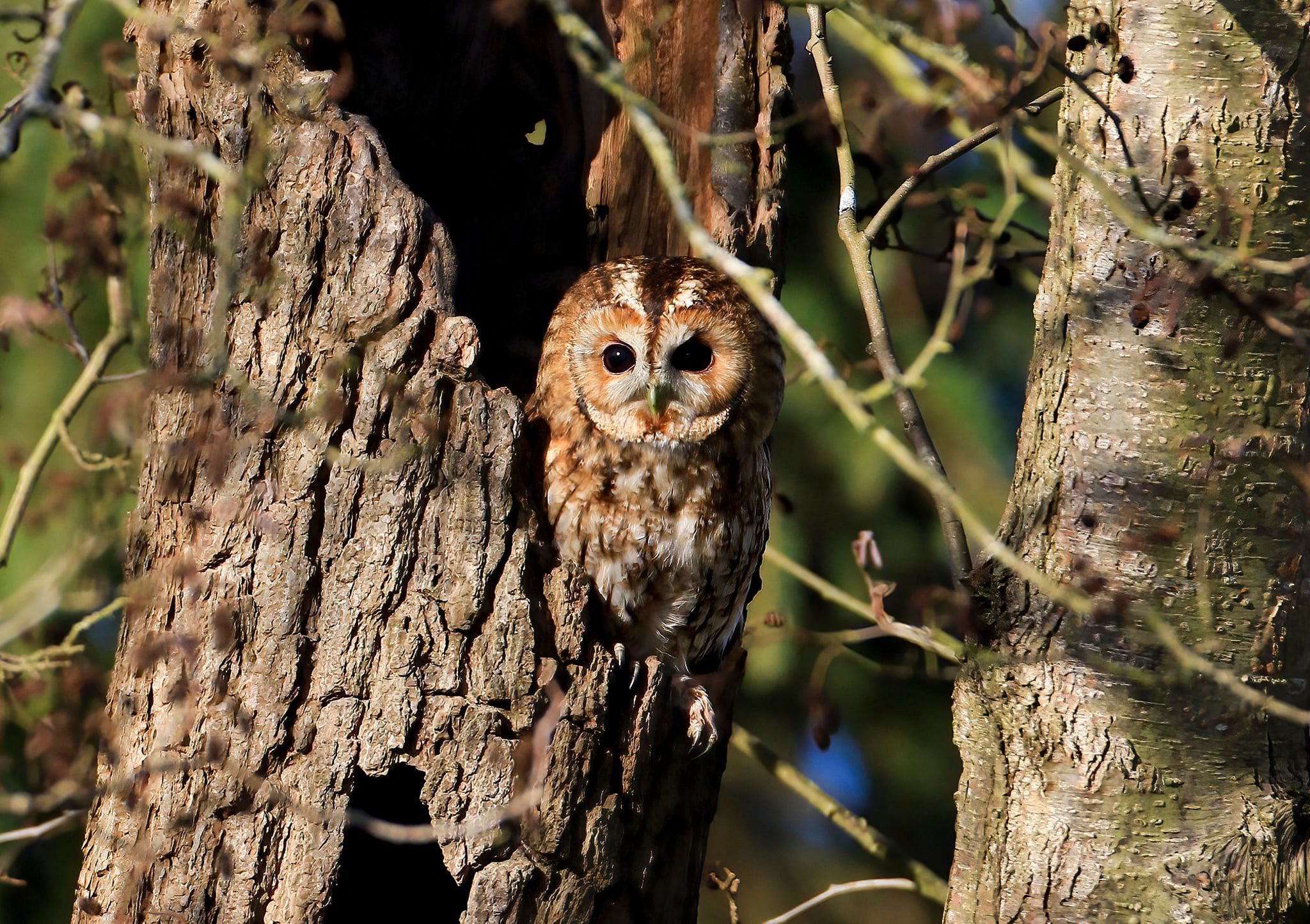  Tawny Owl 
